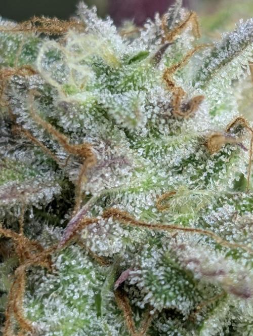 FumePop Auto x3. Week 12