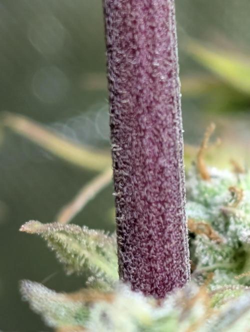 FumePop Auto x3. Week 12