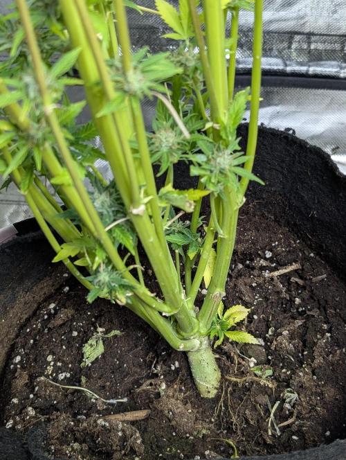 FumePop Auto x3. Week 12