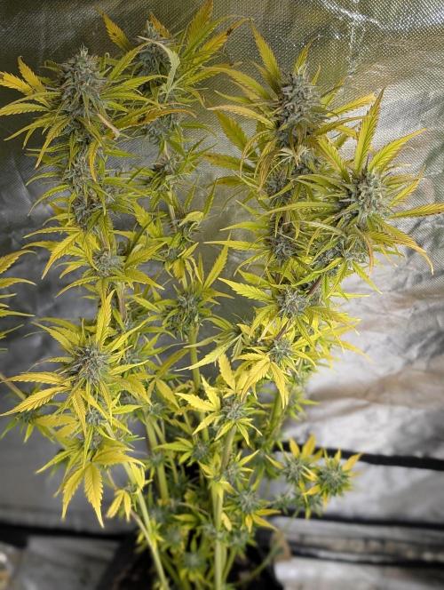 FumePop Auto x3. Week 12 - N1