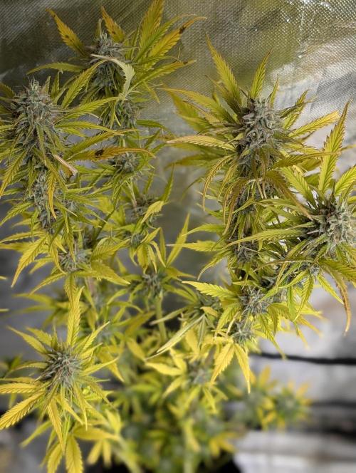 FumePop Auto x3. Week 12