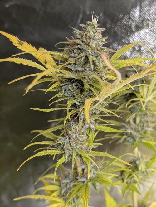 FumePop Auto x3. Week 12