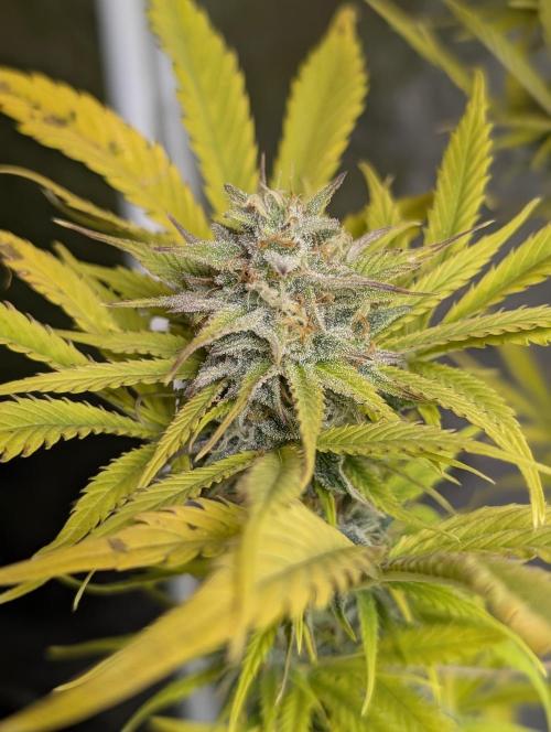 FumePop Auto x3. Week 12