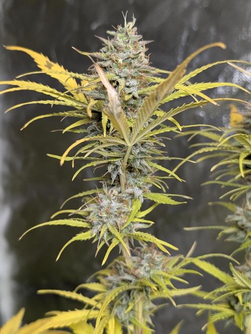 FumePop Auto x3. Week 12