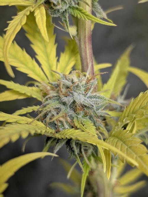 FumePop Auto x3. Week 12