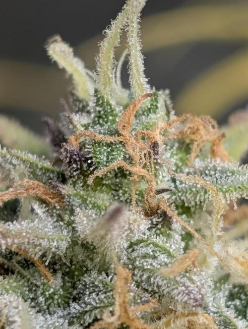 FumePop Auto x3. Week 12