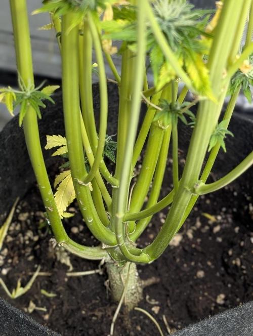 FumePop Auto x3. Week 12