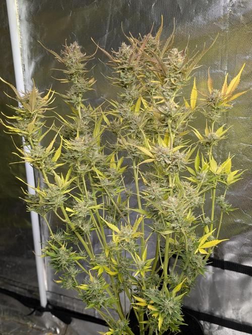 FumePop Auto x3. Week 12 - N2