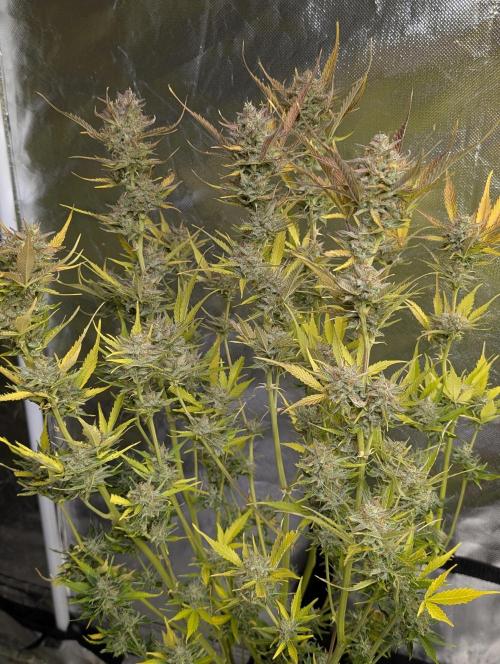 FumePop Auto x3. Week 12