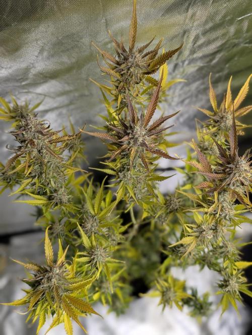 FumePop Auto x3. Week 12