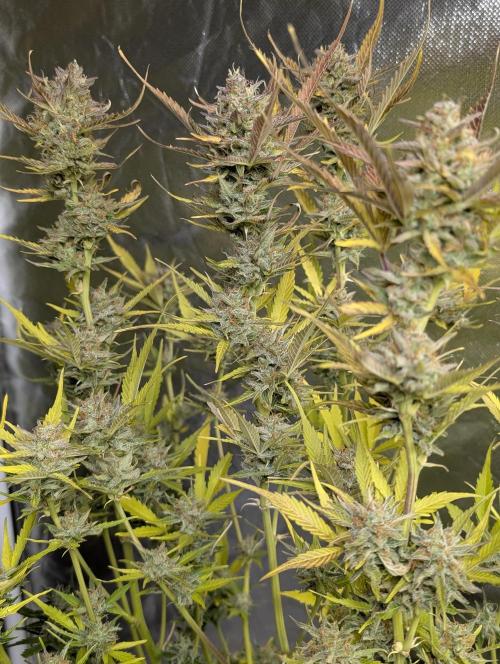 FumePop Auto x3. Week 12