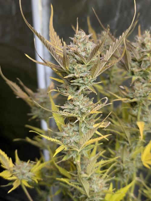 FumePop Auto x3. Week 12