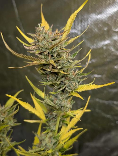 FumePop Auto x3. Week 12