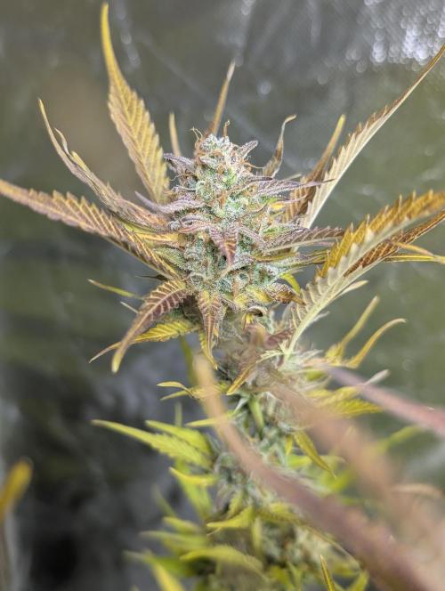 FumePop Auto x3. Week 12