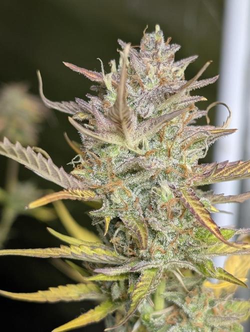 FumePop Auto x3. Week 12