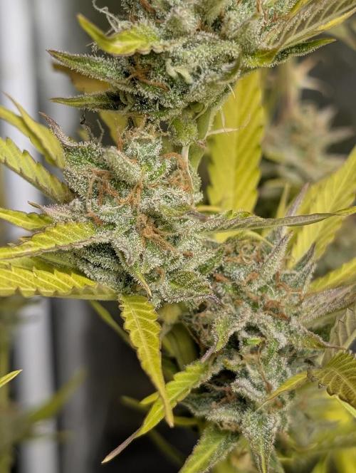 FumePop Auto x3. Week 12