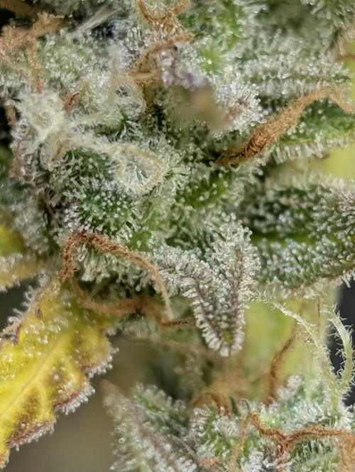 FumePop Auto x3. Week 12