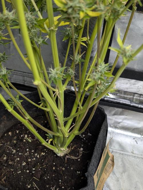 FumePop Auto x3. Week 12