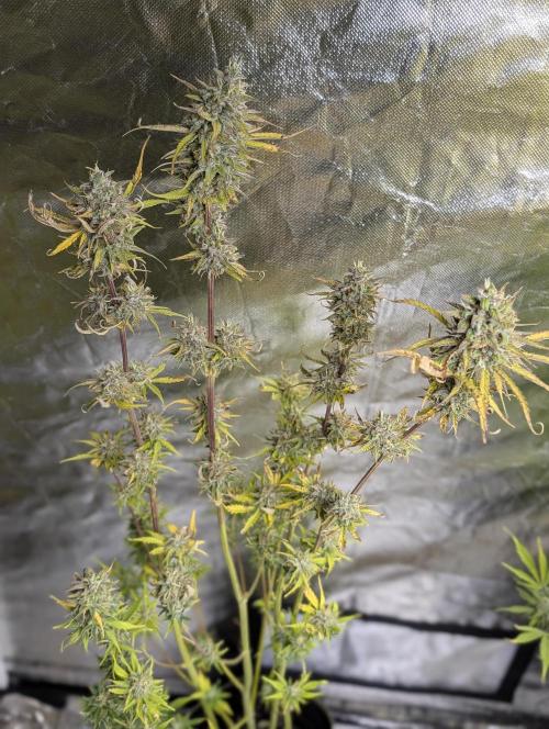 FumePop Auto x3. Week 12 - N3