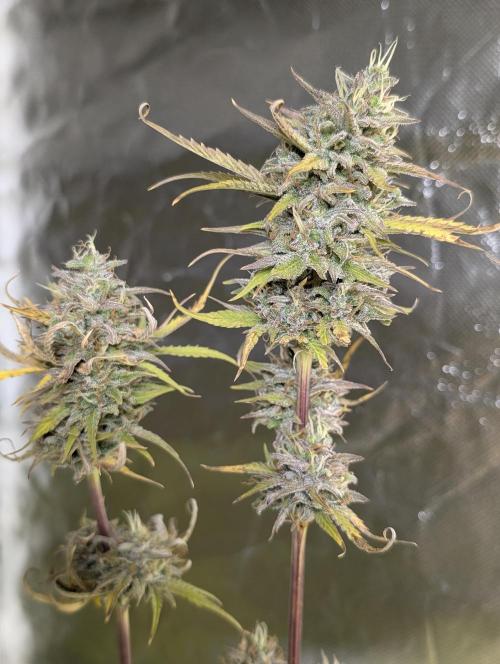 FumePop Auto x3. Week 12