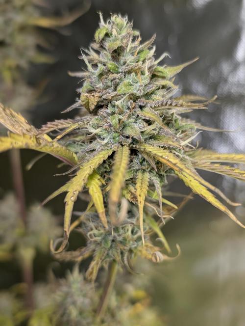 FumePop Auto x3. Week 12