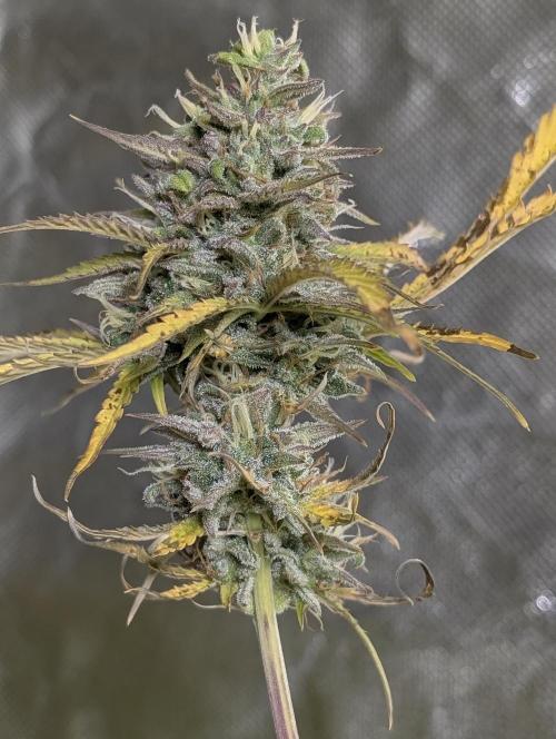 FumePop Auto x3. Week 12