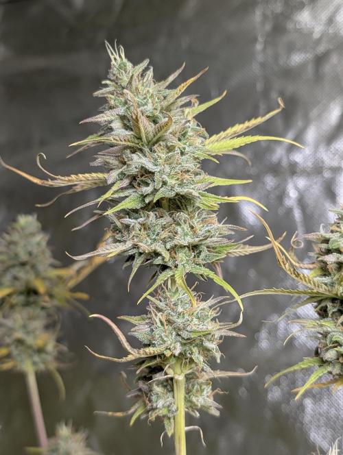 FumePop Auto x3. Week 12