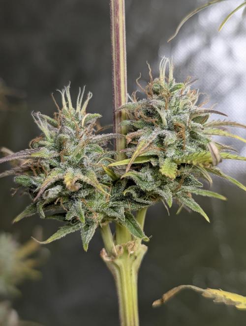 FumePop Auto x3. Week 12