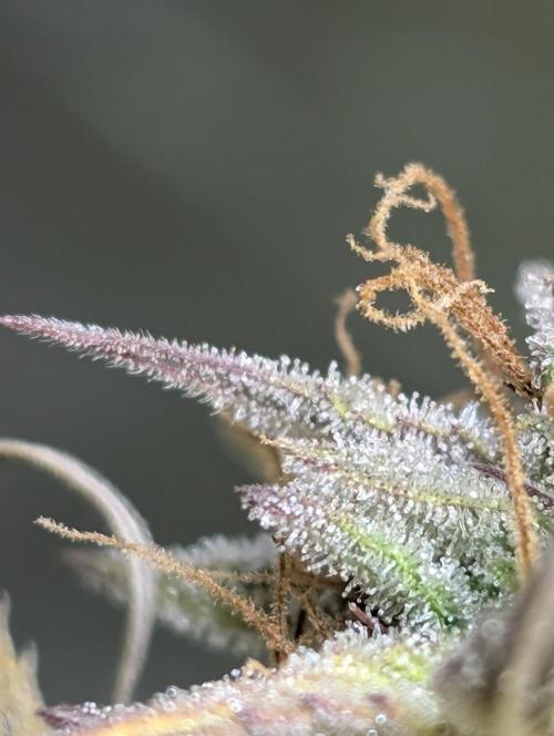 FumePop Auto x3. Week 12