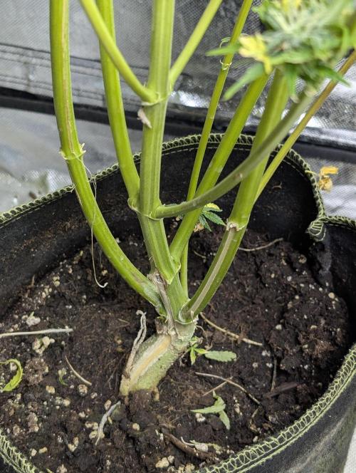 FumePop Auto x3. Week 12