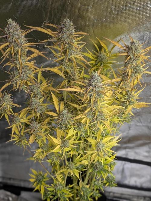 FumePop Auto x3. Week 12 - N1