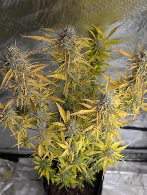 FumePop Auto x3. Week 12