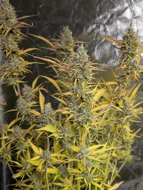 FumePop Auto x3. Week 12