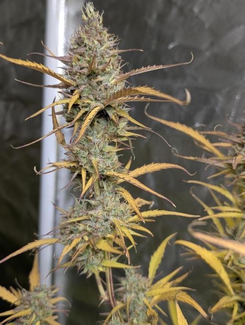 FumePop Auto x3. Week 12