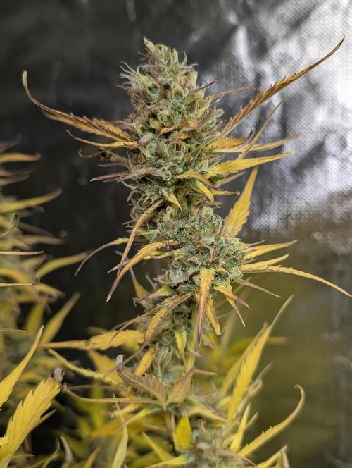 FumePop Auto x3. Week 12