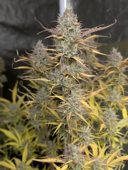 FumePop Auto x3. Week 12