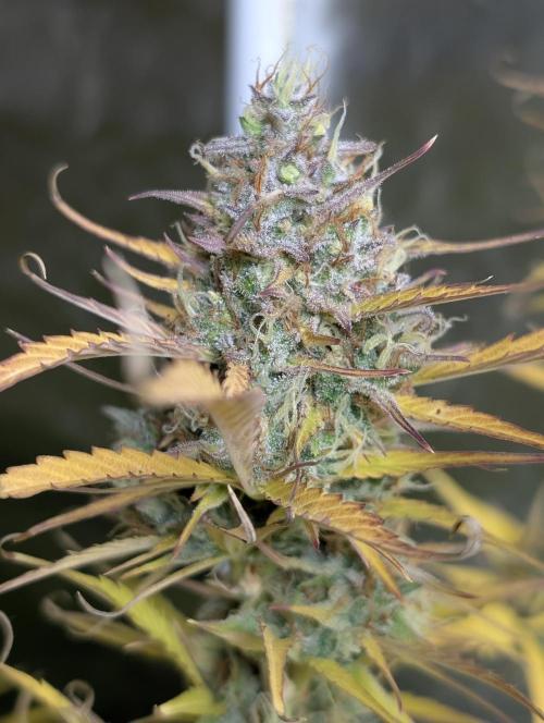 FumePop Auto x3. Week 12