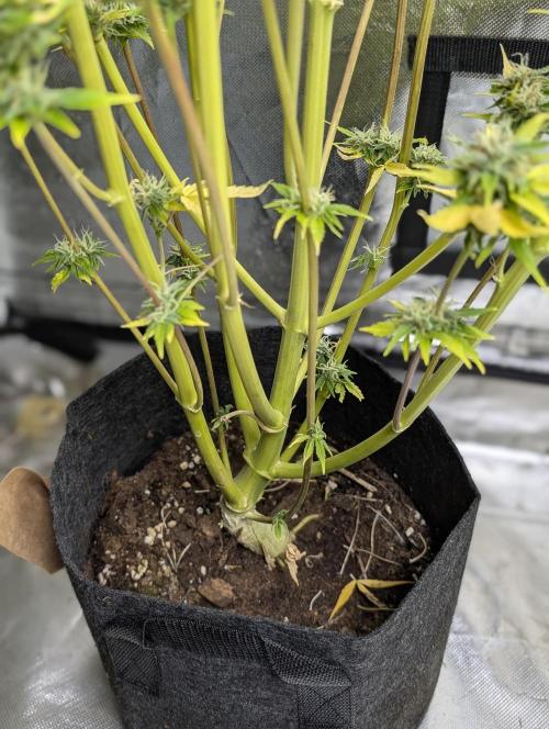 FumePop Auto x3. Week 12