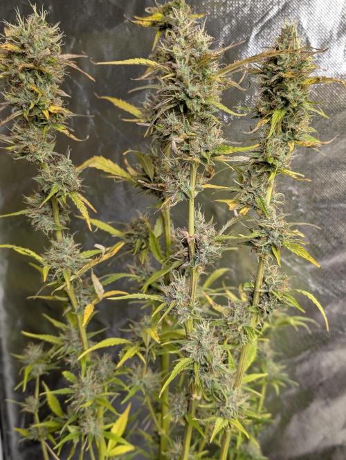 FumePop Auto x3. Week 12