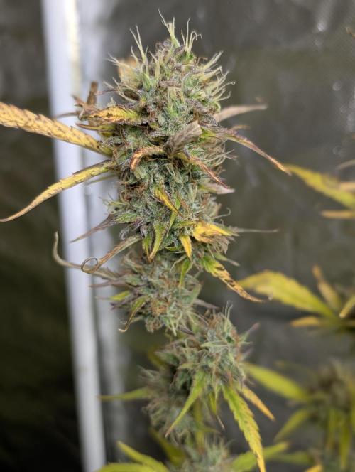 FumePop Auto x3. Week 12