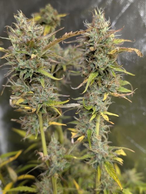 FumePop Auto x3. Week 12