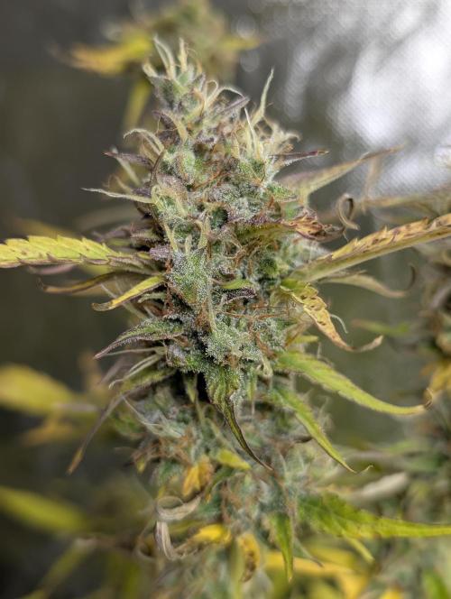 FumePop Auto x3. Week 12