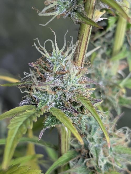 FumePop Auto x3. Week 12