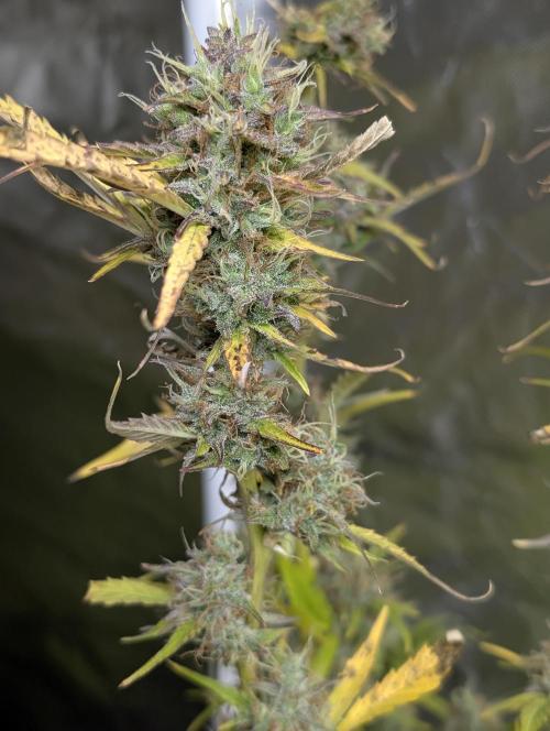 FumePop Auto x3. Week 12