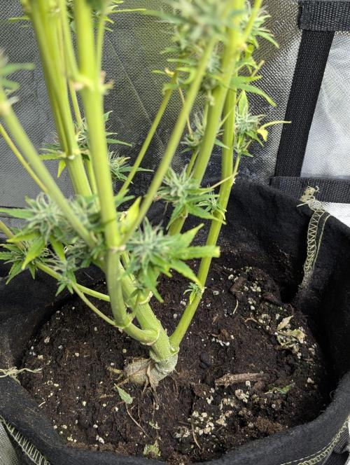 FumePop Auto x3. Week 12