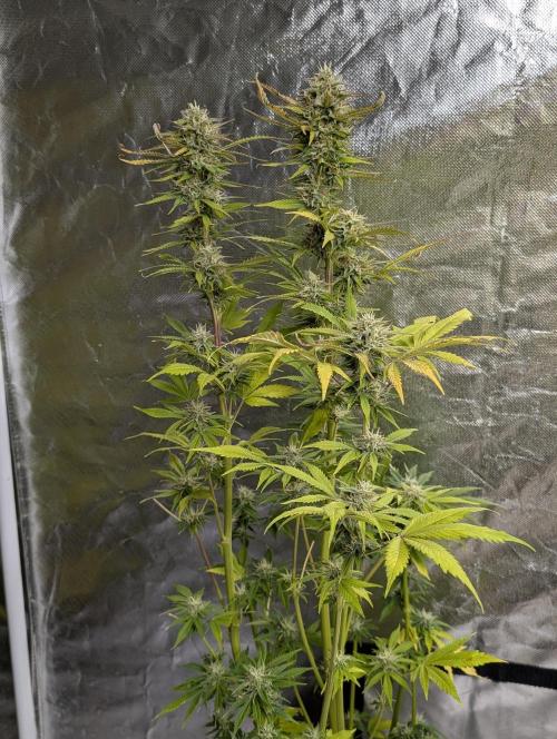 FumePop Auto x3. Week 12 - N3