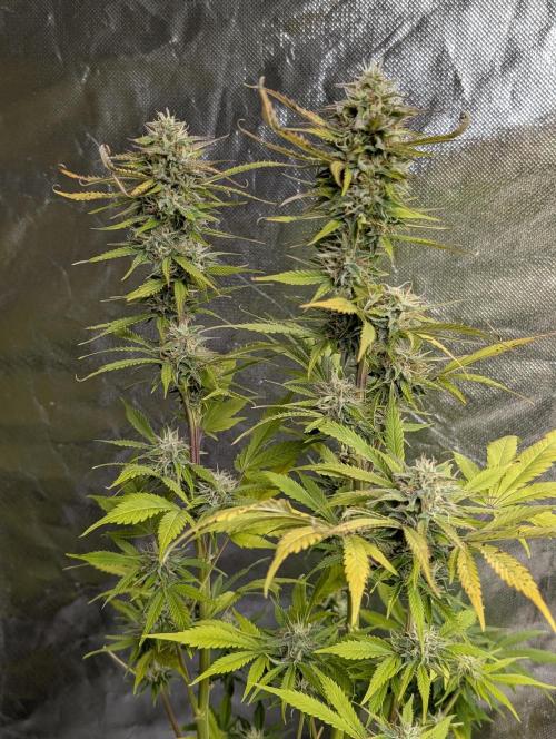 FumePop Auto x3. Week 12