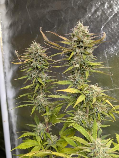 FumePop Auto x3. Week 12