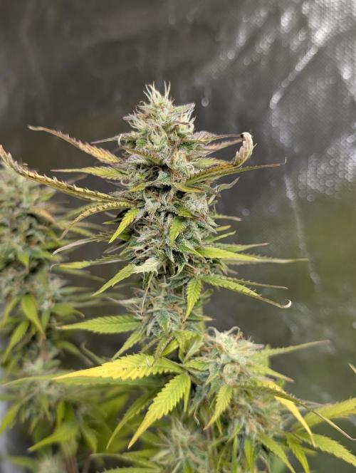 FumePop Auto x3. Week 12