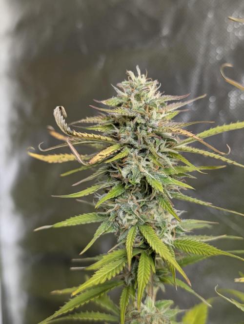 FumePop Auto x3. Week 12